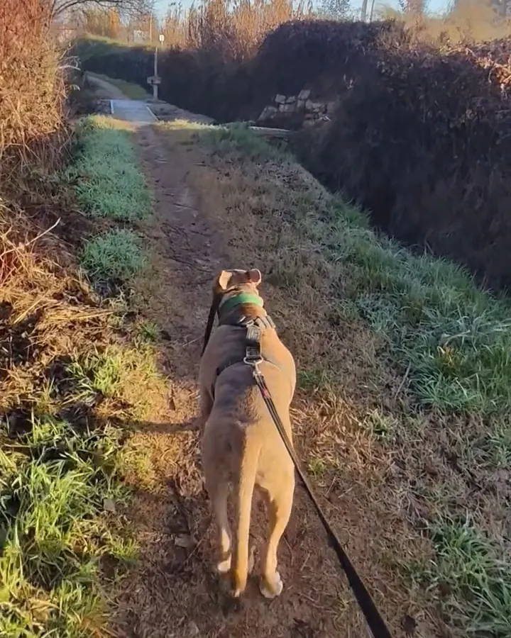 Balder caminando por un camino de tierra al atardecer