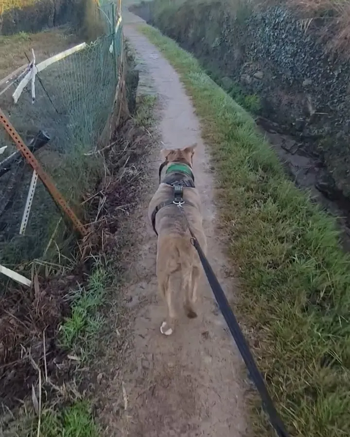 Balder paseando por un sendero junto al canal