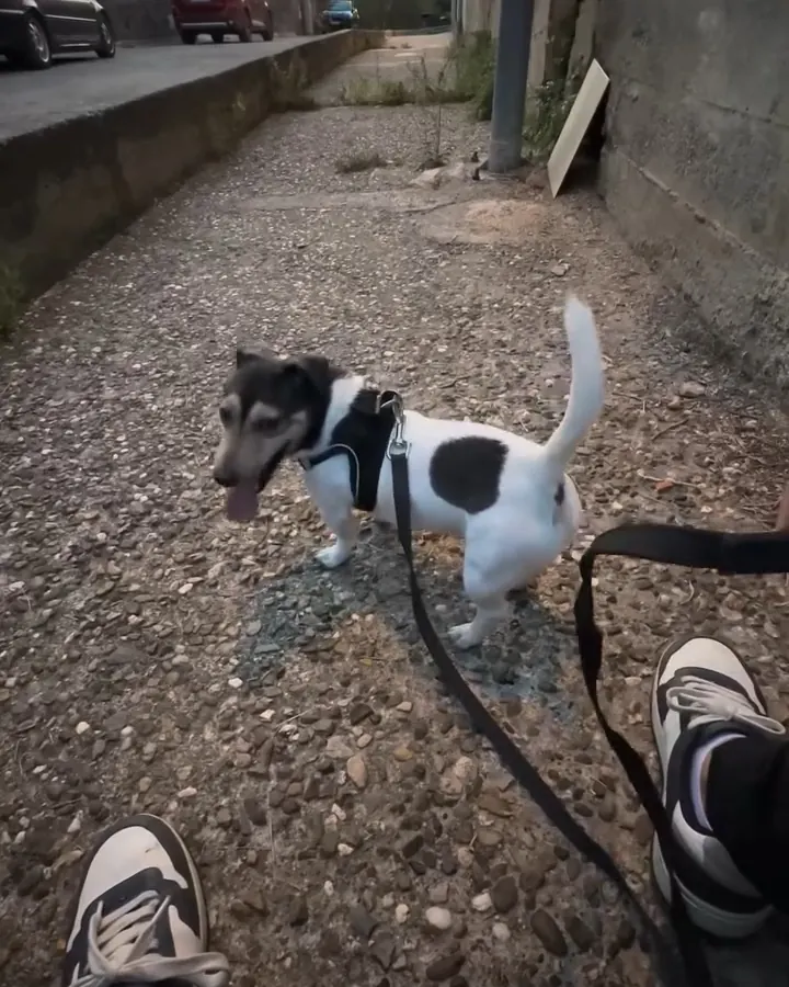 Bat trabajando el paseo con correa