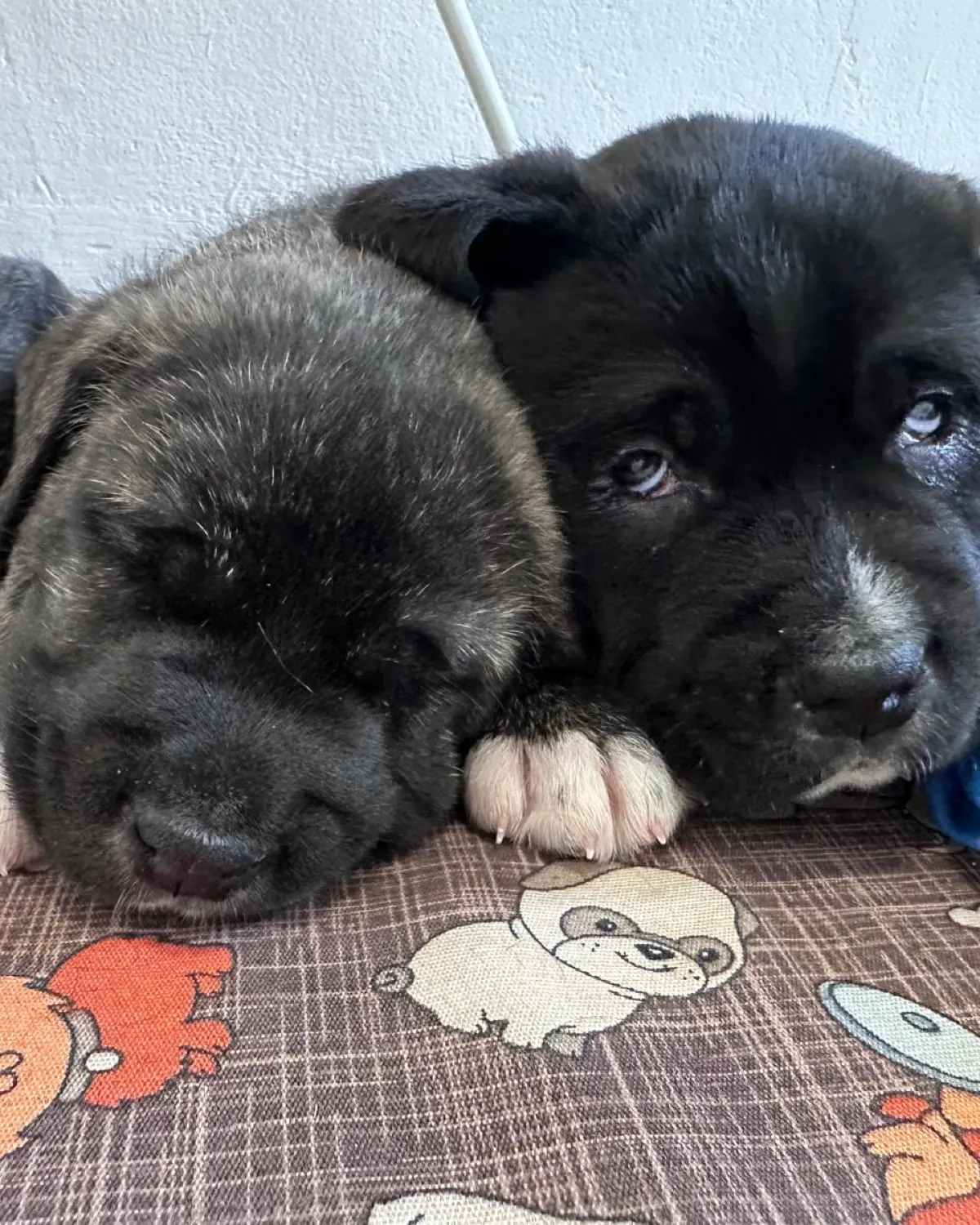 Dos cachorros descansando juntos sobre una manta