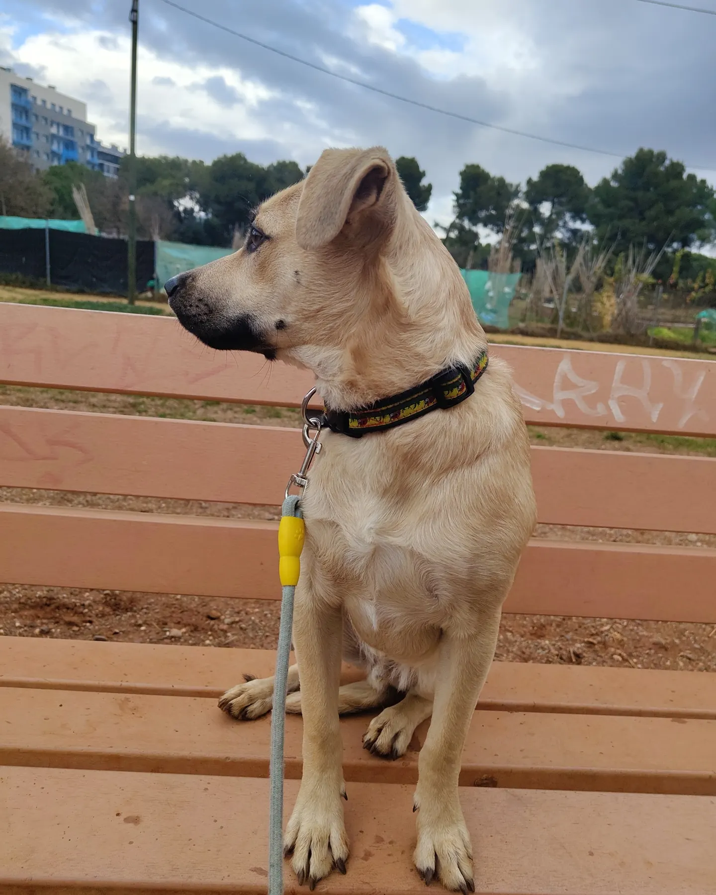 Perro joven sentado en un banco durante una sesión de educación