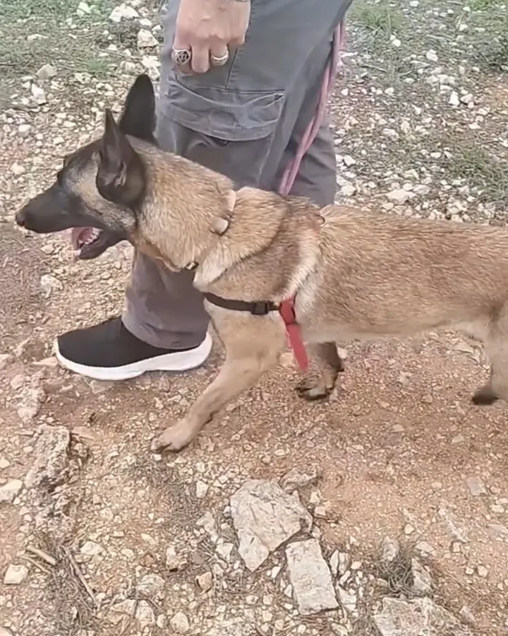 Gara trabajando junto a su guía en una sesión de educación canina