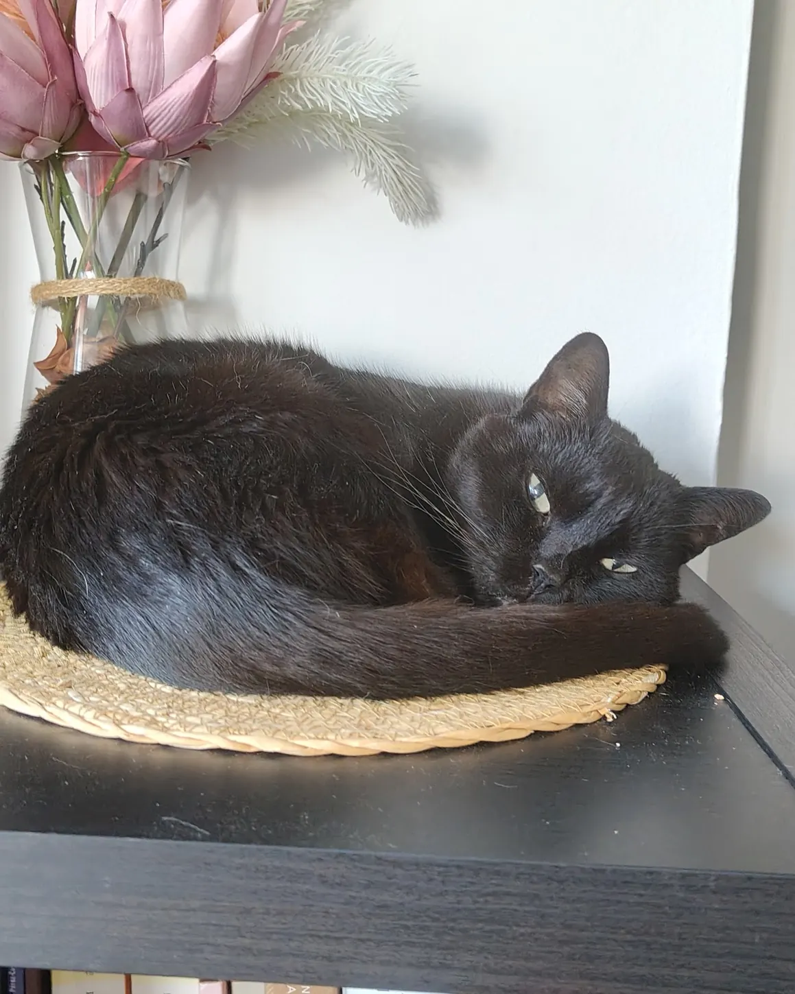 Black cat asleep in its bed, in its own home