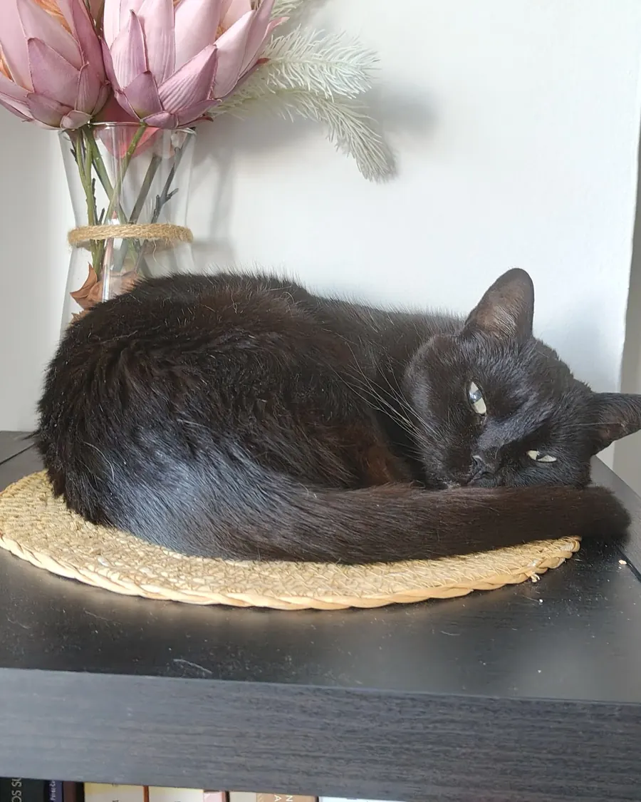 Gato negro durmiendo en su cama