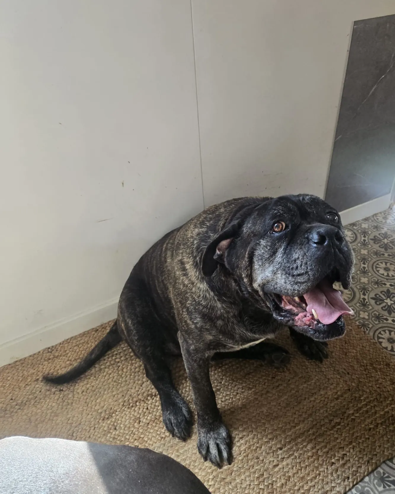 Perro atigrado contento en casa