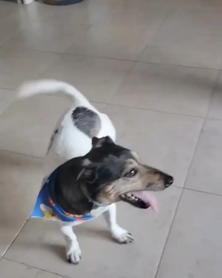Perro jugando con una pelota en el patio