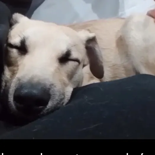 Perro de pelo claro durmiendo la siesta con los ojos cerrados y el hocico apoyado sobre una tela oscura