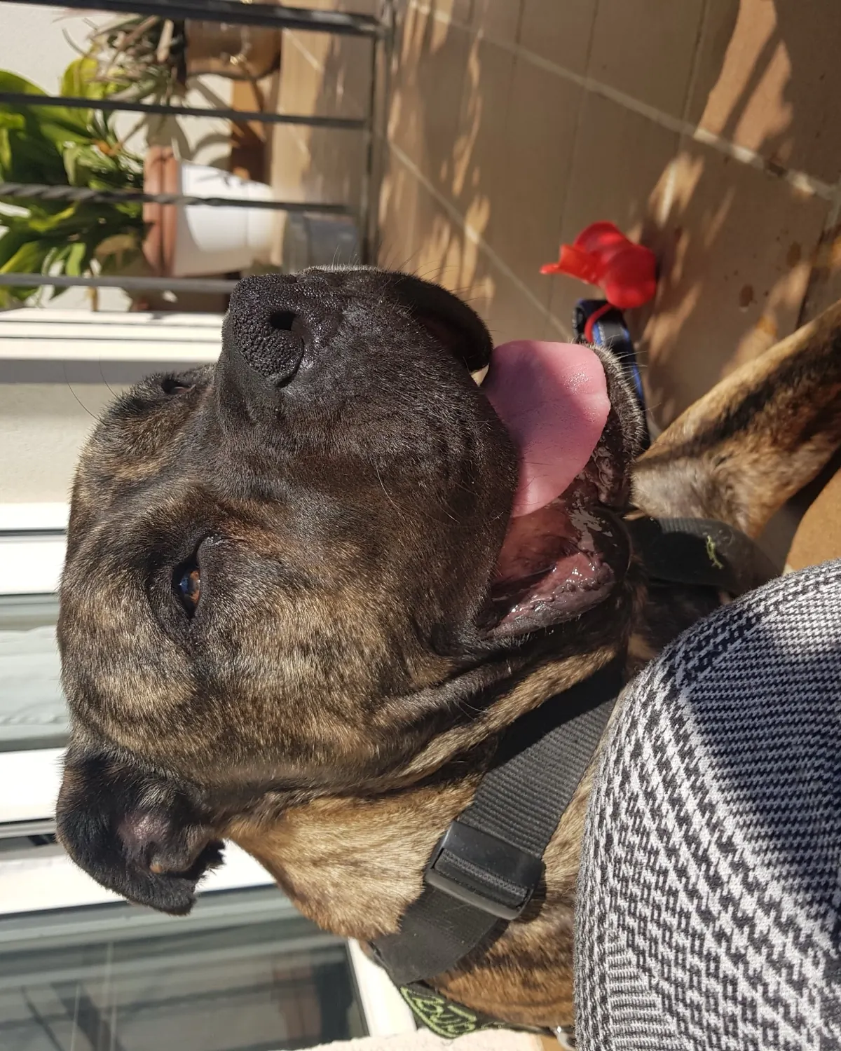Perro atigrado tumbado al sol en la terraza