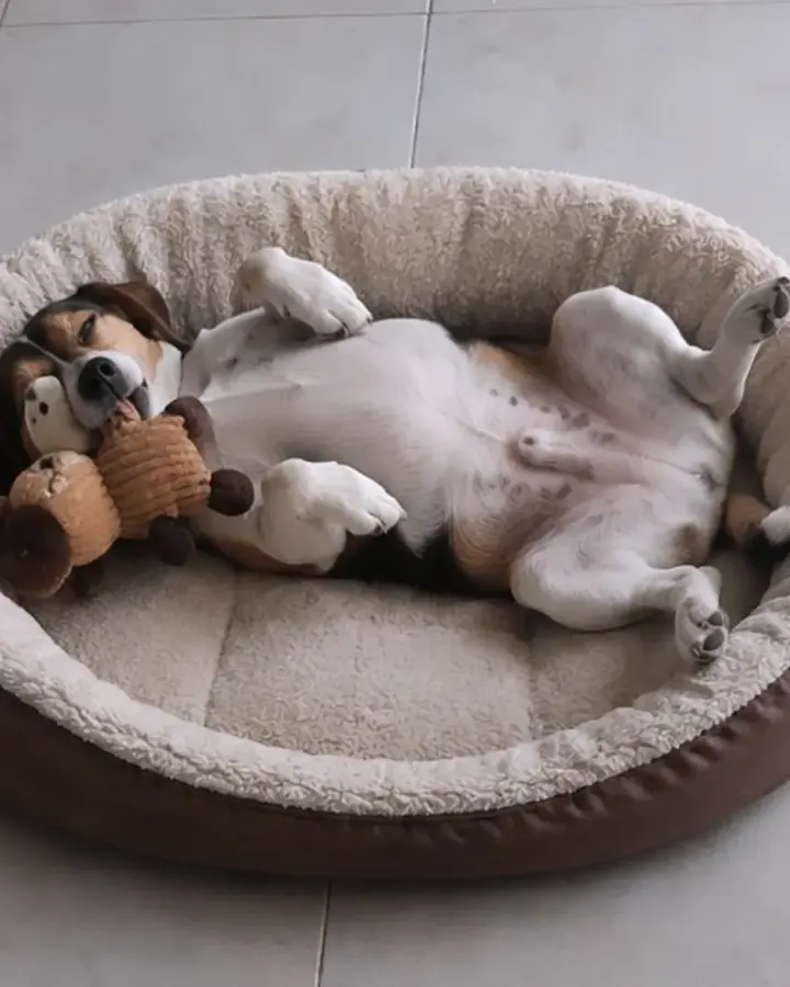 Perro de pelo blanco y marrón durmiendo panza arriba en su cama ovalada, abrazado a un peluche