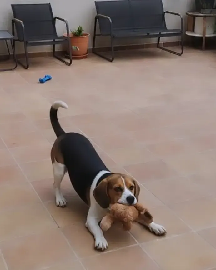 Perro descansando en la cama durante su estancia en casa