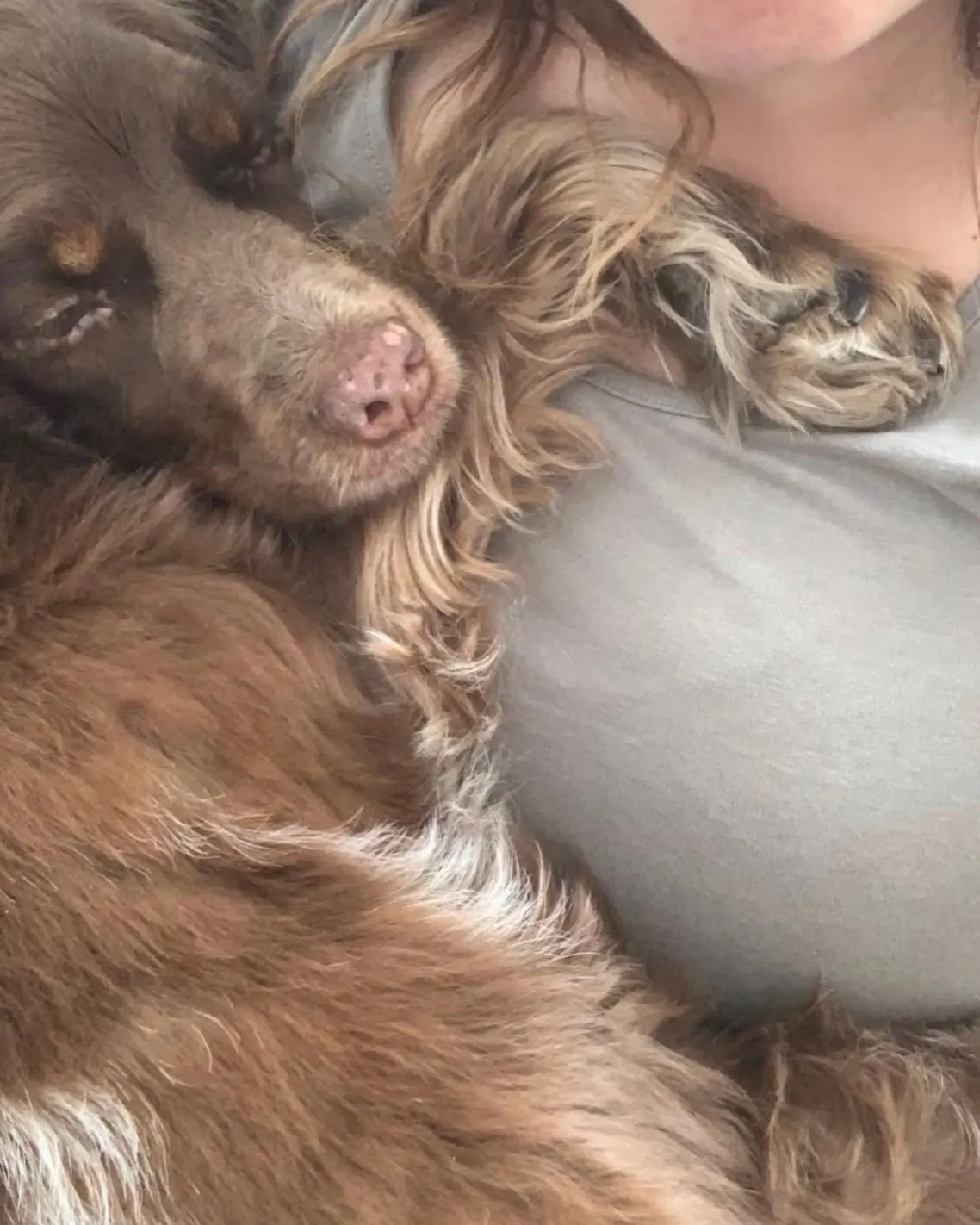 Abrazo con uno de los perros que cuidamos, en casa