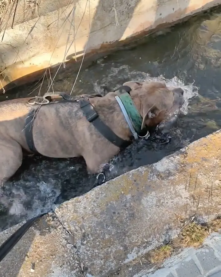 Perro con arnés negro y collar verde refrescándose dentro de una acequia de agua durante un paseo
