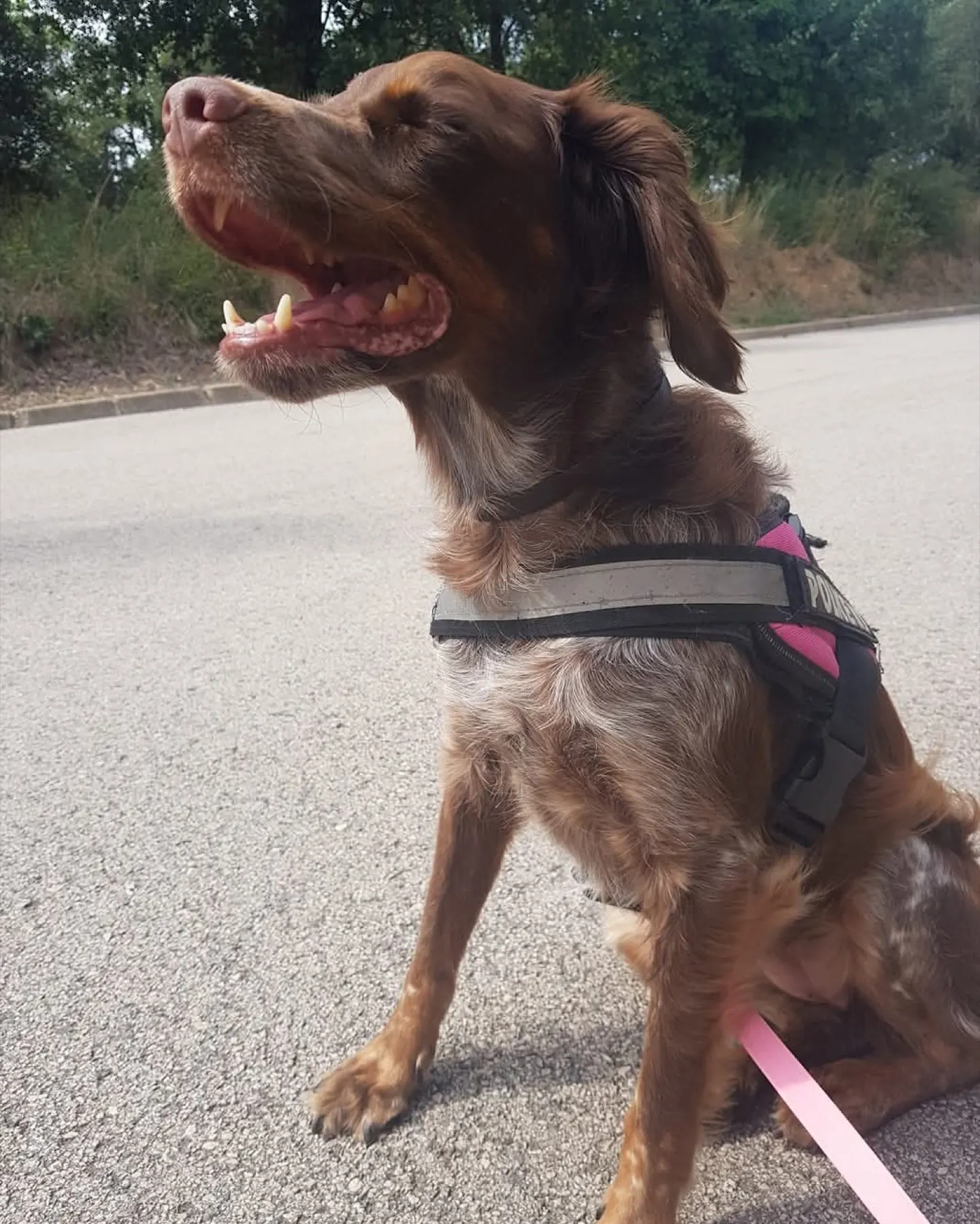 Perro con arnés sentado durante su paseo