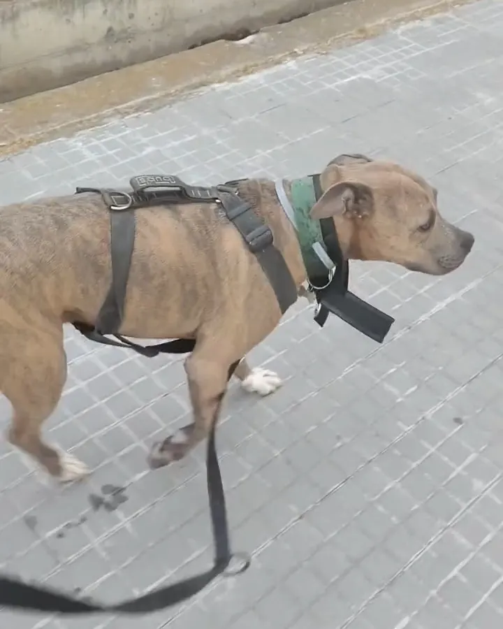 Perro con arnés paseando en verano