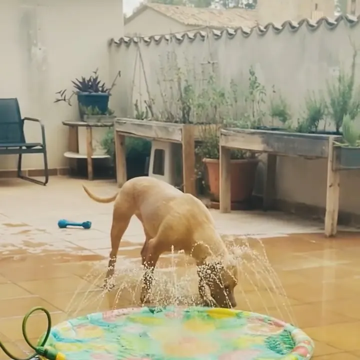 Perro refrescándose en la piscina de chorritos del patio en verano