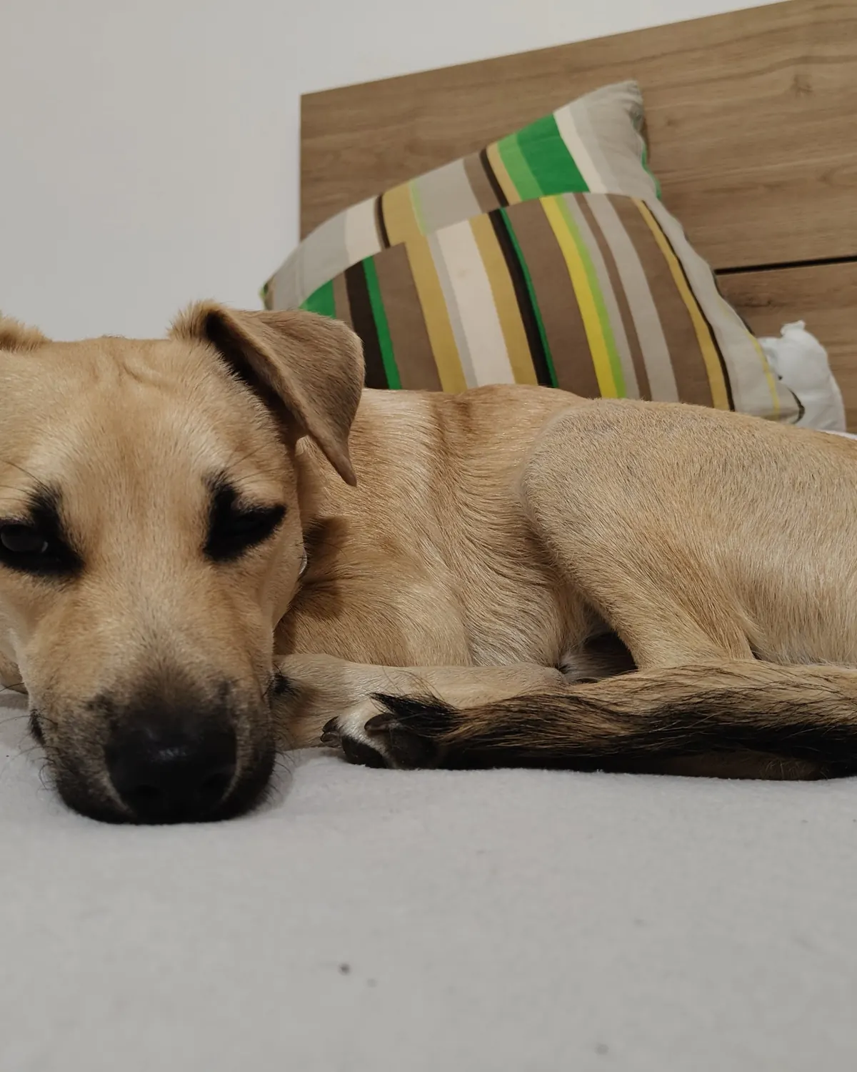Perro descansando en la cama durante su estancia en casa