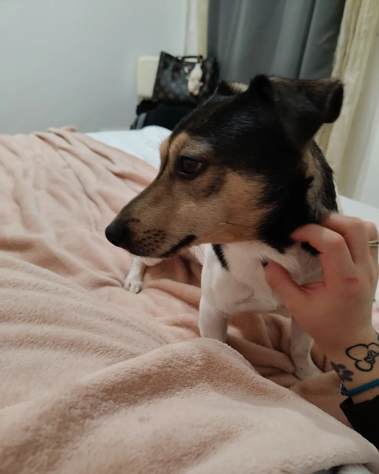 Perro recibiendo mimos sobre la cama