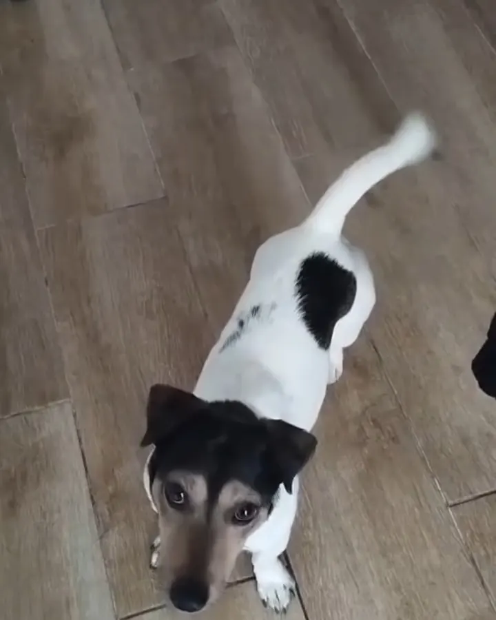 Perro pequeño de pelo blanco y negro mirando atento hacia arriba, con la cola en movimiento, durante una sesión en un pasillo