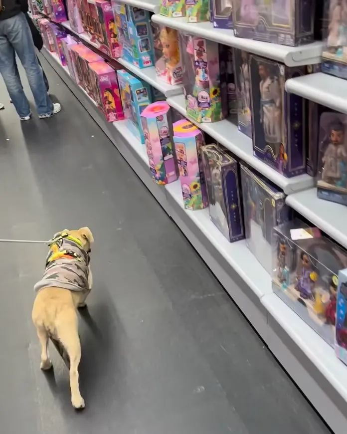 Sesión de socialización en una tienda de animales