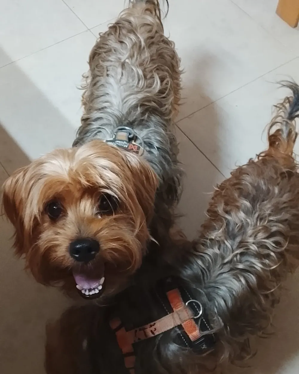 Tete y Noa en casa durante su guardería