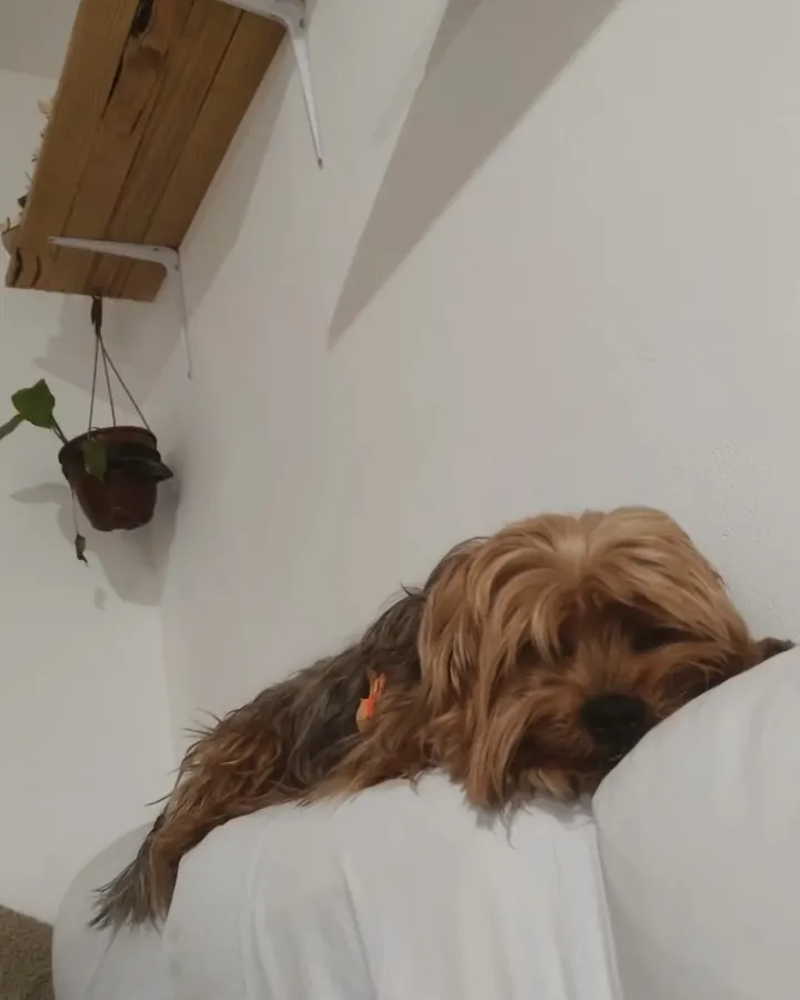 Una de las perritas de la guardería descansando en el sofá