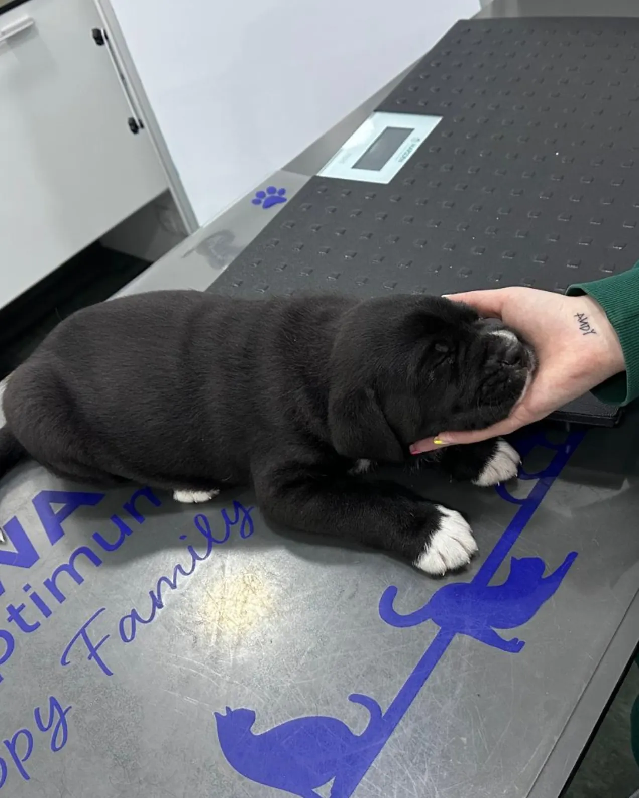 Puppy at the vet