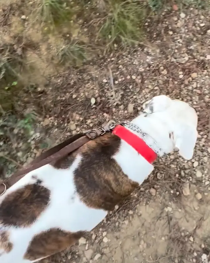 Tyson paseando por el campo