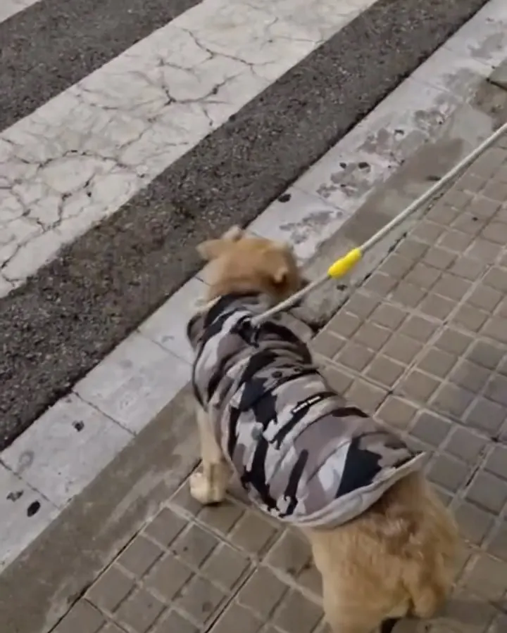 Wero, cachorro, aprendiendo a pasear por la calle